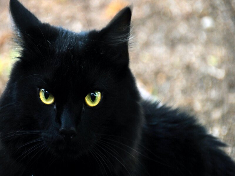 http://fanday.ru/wp-content/uploads/2013/08/black-cat_1.jpg
